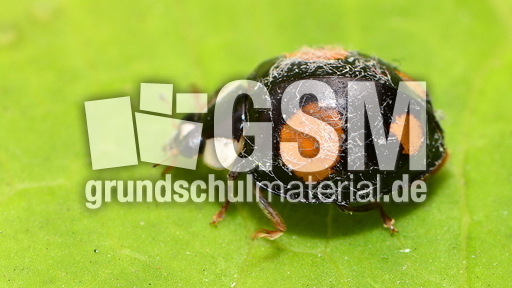 Asiatischer Marienkäfer (16).JPG